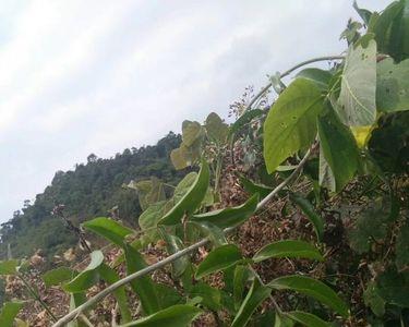 牛大力根大好还是根小好