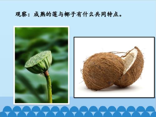 梨怎么传播种子