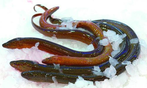 缅甸黄鳝学名