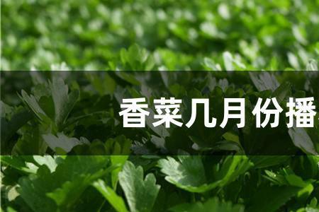 丫丫麦菜几月播种