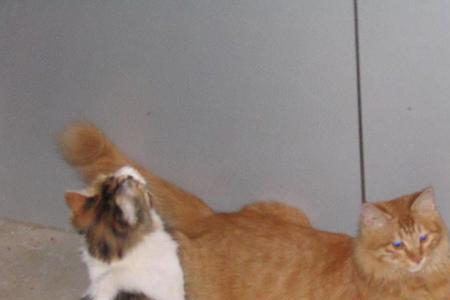 野猫跟家猫碰了一下有事吗