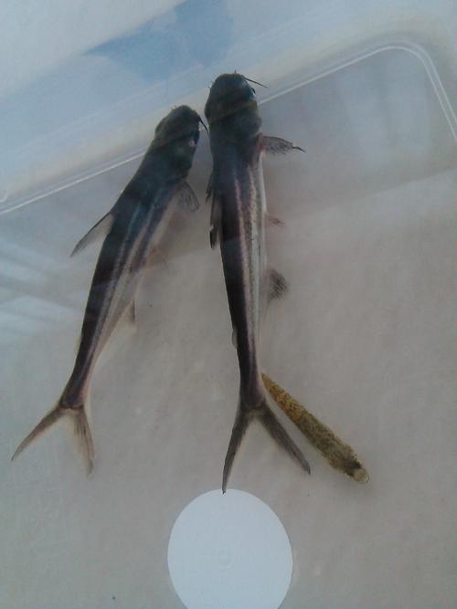 蓝鲨蒙眼最好最快的办法