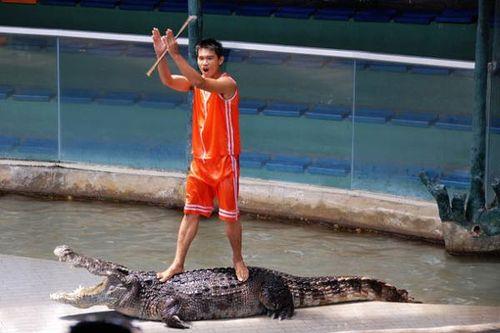 泰国鳄鱼为什么不咬人