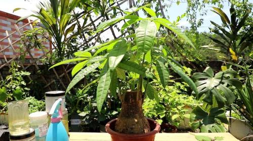 买的树皮土能种发财树么