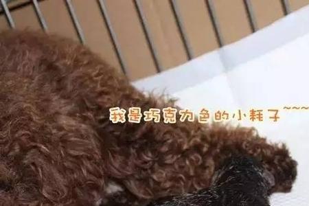 泰迪断尾尾巴越短越好吗