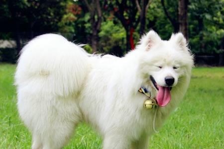 萨摩耶犬尾巴多大上翘