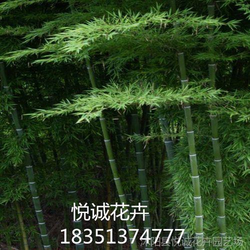 四季竹种植时间
