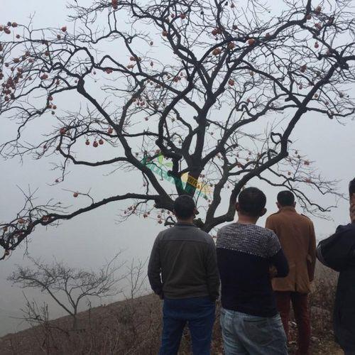 柿子树剪枝时间