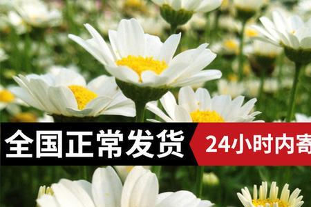 白晶菊种子怎么种