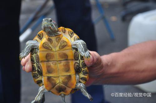 乌龟弯尾巴会怎么样