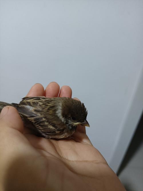 小麻雀晚上叫是怎么回事