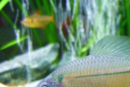 鳑鲏侧游是什么原因