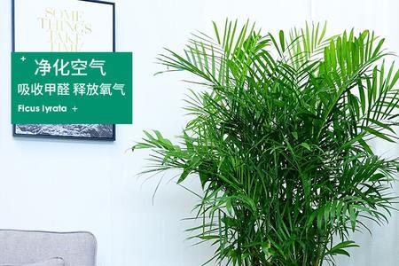冬天夏威夷竹子能经常喷水吗