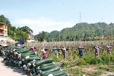冬瓜产业基地建设方案