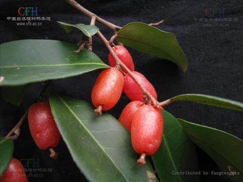 南胡秃子和北方胡秃子的区别