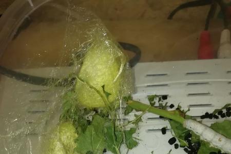 蚕不会向下走吗
