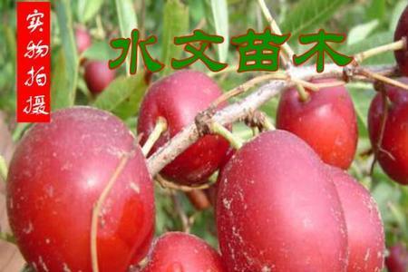 欧李苗什么品种最好