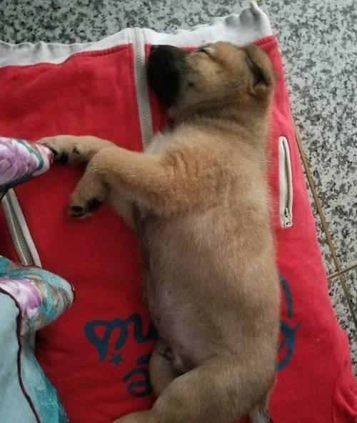 中华田园犬脖子一般多粗