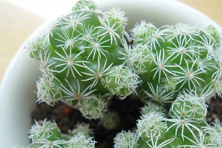 银手指开花前兆