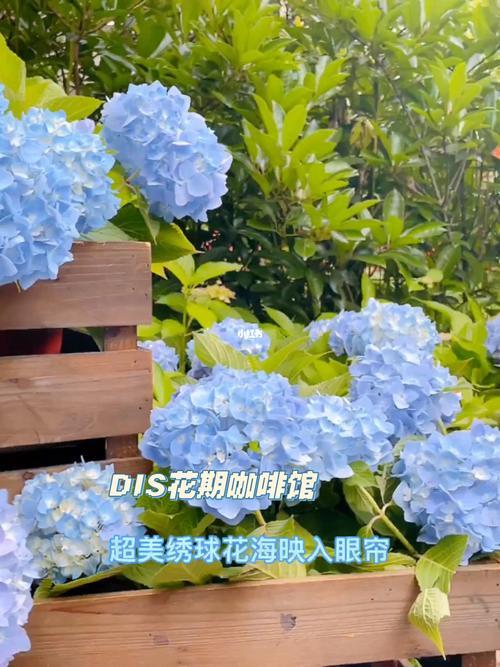 限定花期一共几本