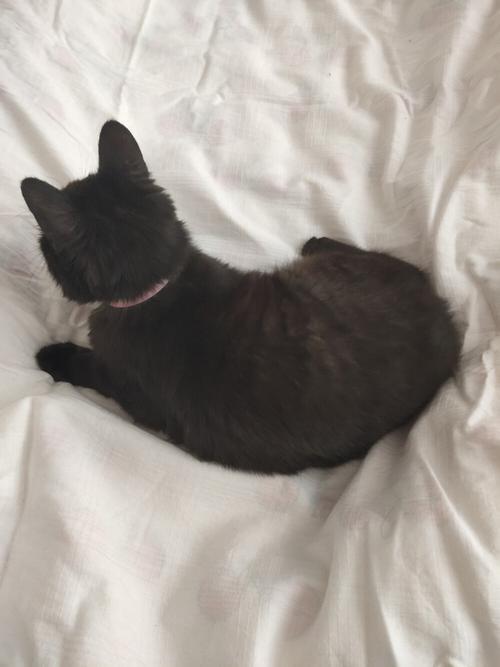 黑猫只能生黑猫吗