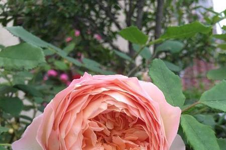 月季花品种有琴淑这个品种吗