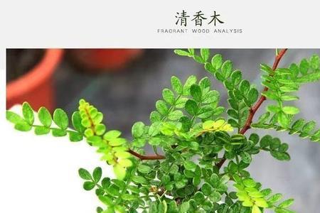 清香木种植几年开花