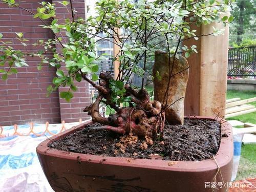 赤楠9月能换盆