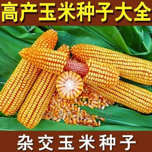 正大玉米种子哪里买