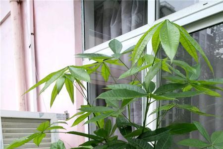 发财树太高了倒了怎么办