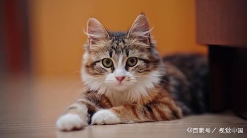 吹口哨猫咪为什么反应大