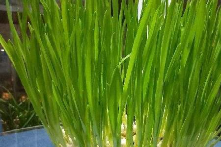 云南蒜怎样不发芽