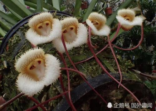 猴子花是真的吗