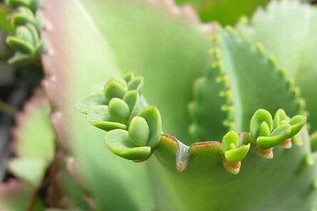 锯缘落地生根怎么养