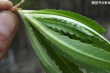 野生的小青菜两边长刺的能吃吗