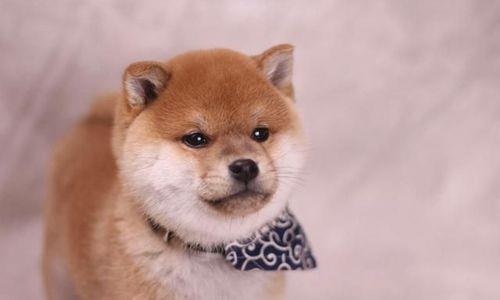 为什么有的柴犬胡子长