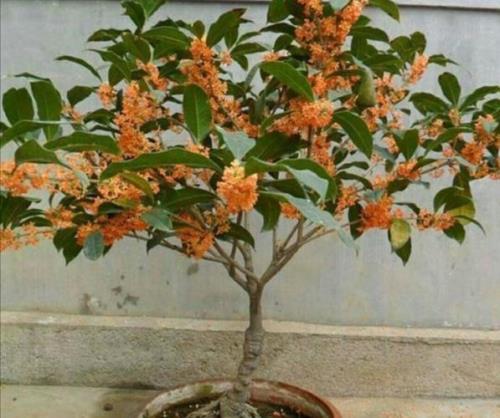 在家养桂花一棵好还是两棵好