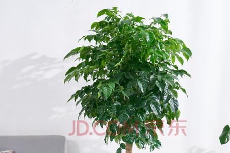 客厅放四盆大型植物好吗