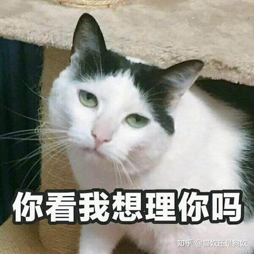 女生对待男朋友和猫的区别