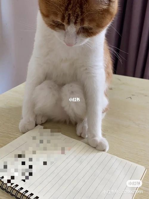 猫为什么喜欢别的猫蹲过的地方