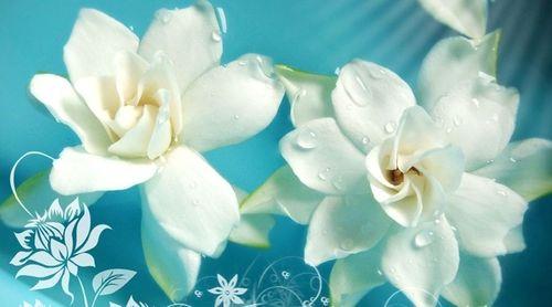 栀子花开,可缓缓归矣什么意思