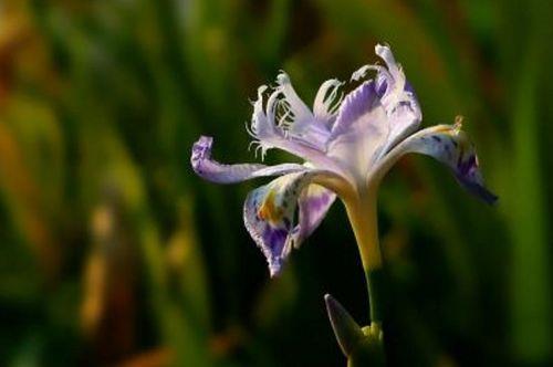 扁竹兰花语诗句