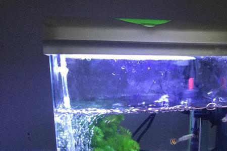 孔雀鱼喜欢外面捡的石头吗