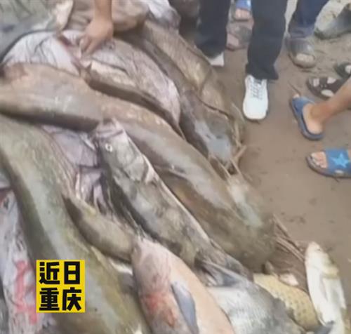 拐鱼怎么捞起来