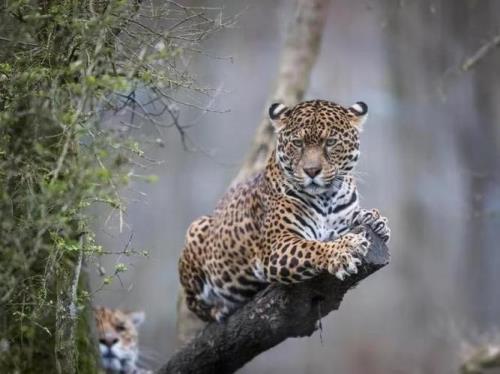 代表爱国思乡的动物