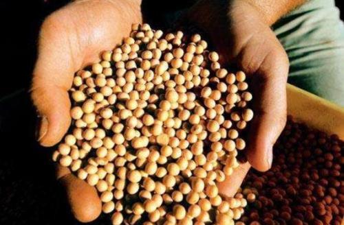 转基因大豆种子的区别