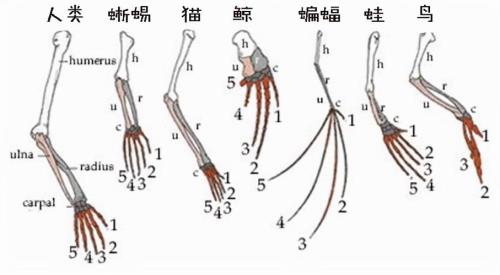 鲸鱼体表有毛吗，求解达答