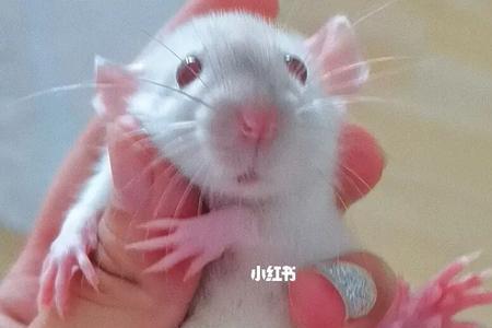 大白鼠聪明吗