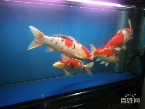 1米3的鱼缸适合养几锦鲤鱼