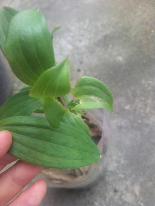 百合叶子上有白色的小虫子